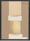 Pleurosigma angulatum (Queck.) W.Sm. (de-Toni-Nr.: Genus 13, Species 1001) Zeichnungen Sammlung Grunow Nr. 1986 (NHMW-BOT-W0368831)